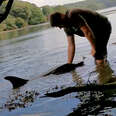 Man helping dolphin stuck low water