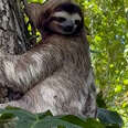 Sloth hanging in tree 