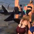 Group of people on beach trying to help whale back to ocean