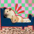 hamster bedding