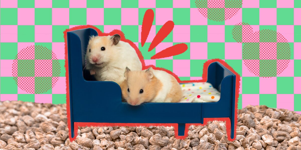 Hamster hotsell cotton bedding