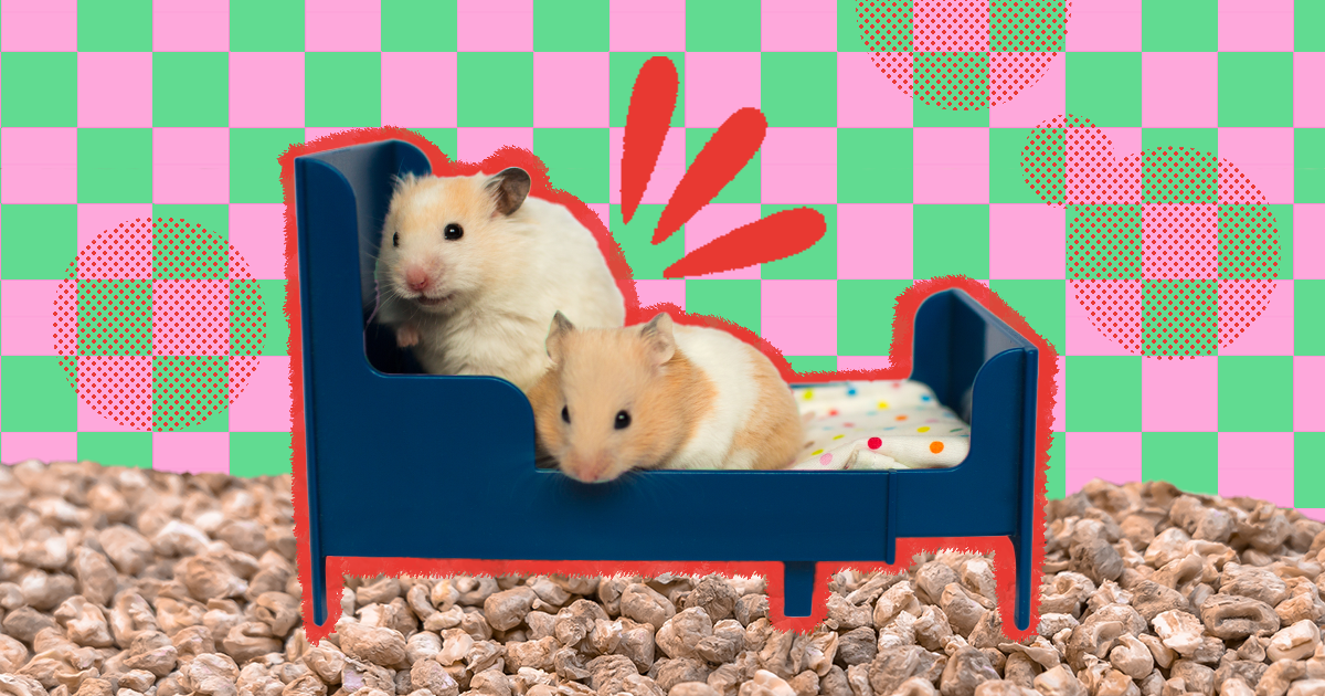 Hamster Bedding The 6 Best Options That Are Safe And Burrow