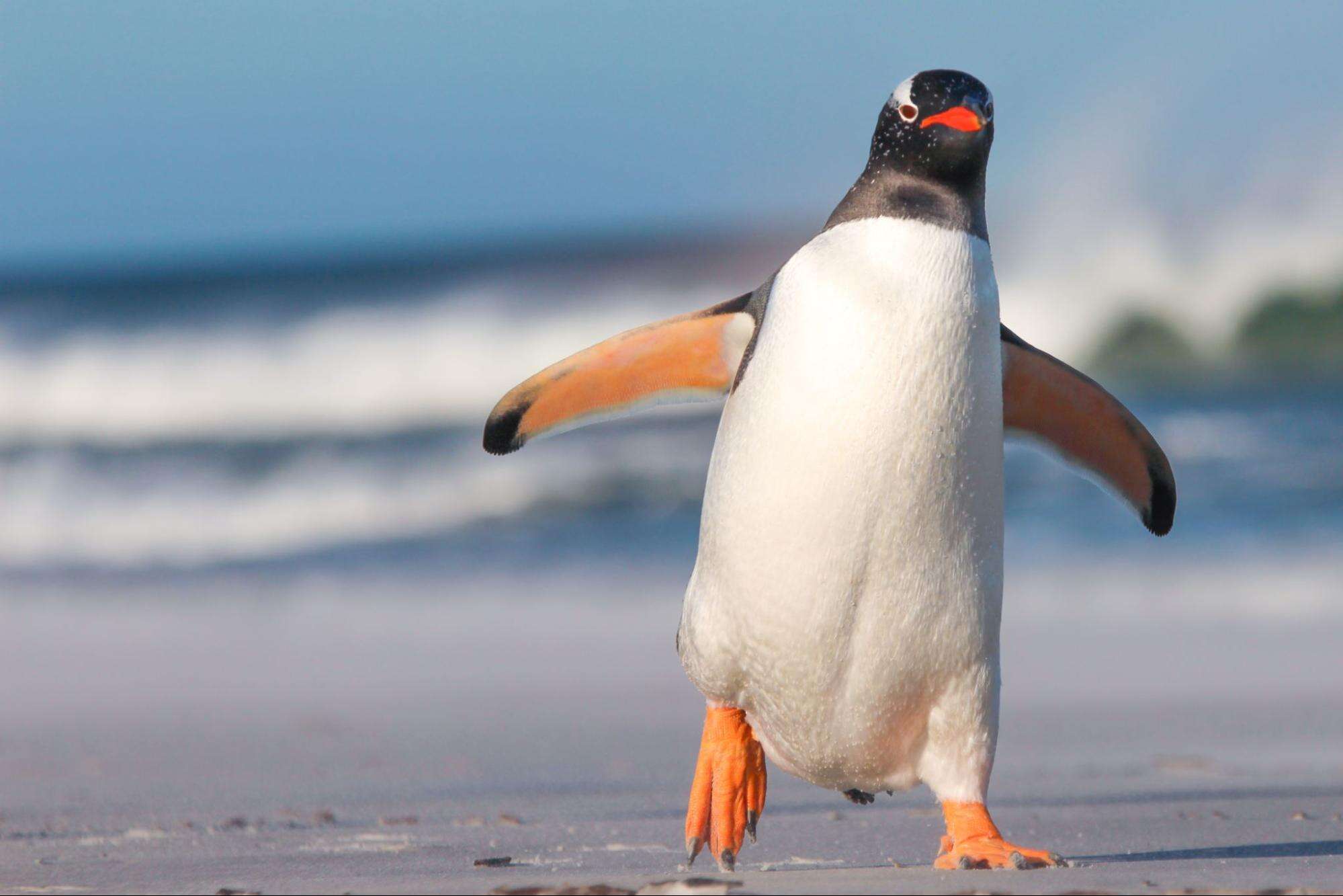 weird animal facts