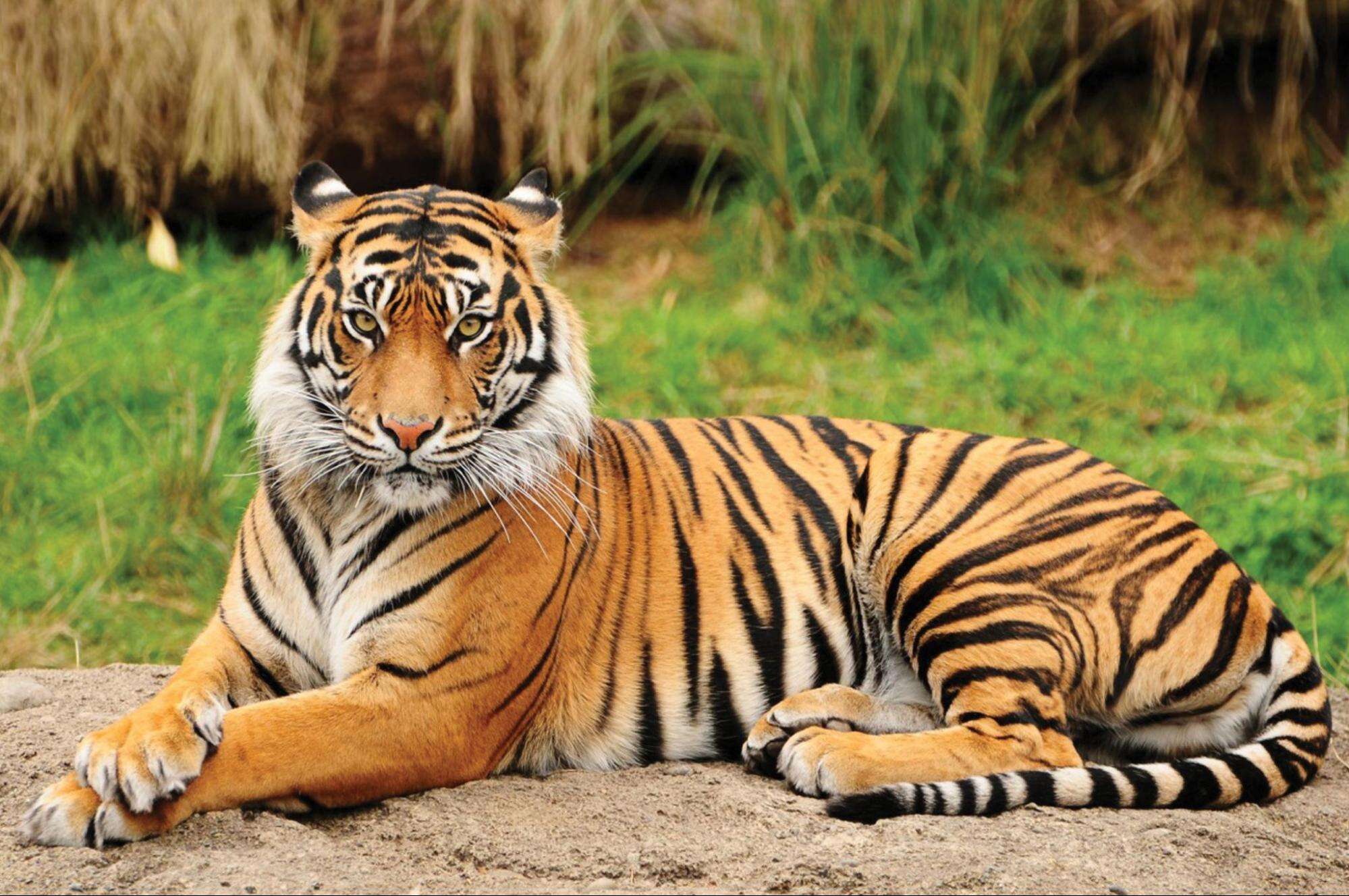 weird animal facts