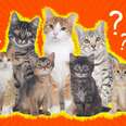 weird animal facts