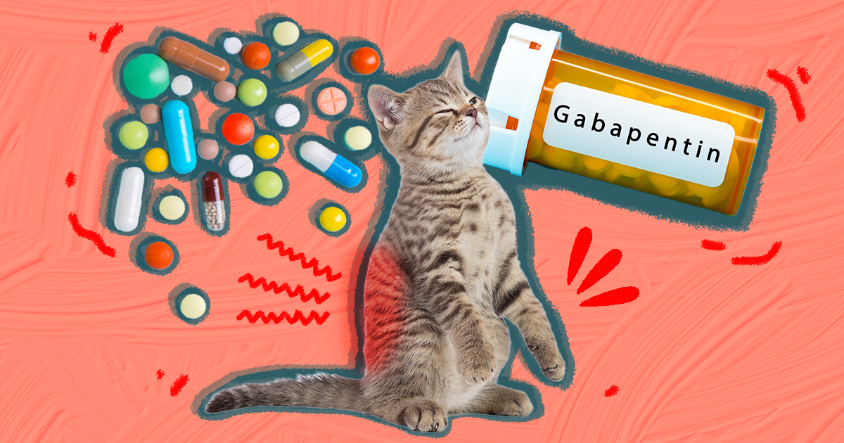 Gabapentin for hot sale cats anxiety