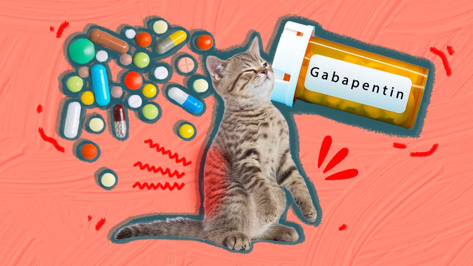 Gabapentin For Cats What Pet Parents Should Know About Its Uses Side