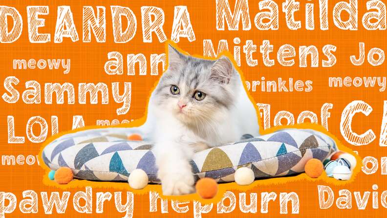 Famous Cat Names: 80+ Options For Cats Who Are Stars - DodoWell - The Dodo