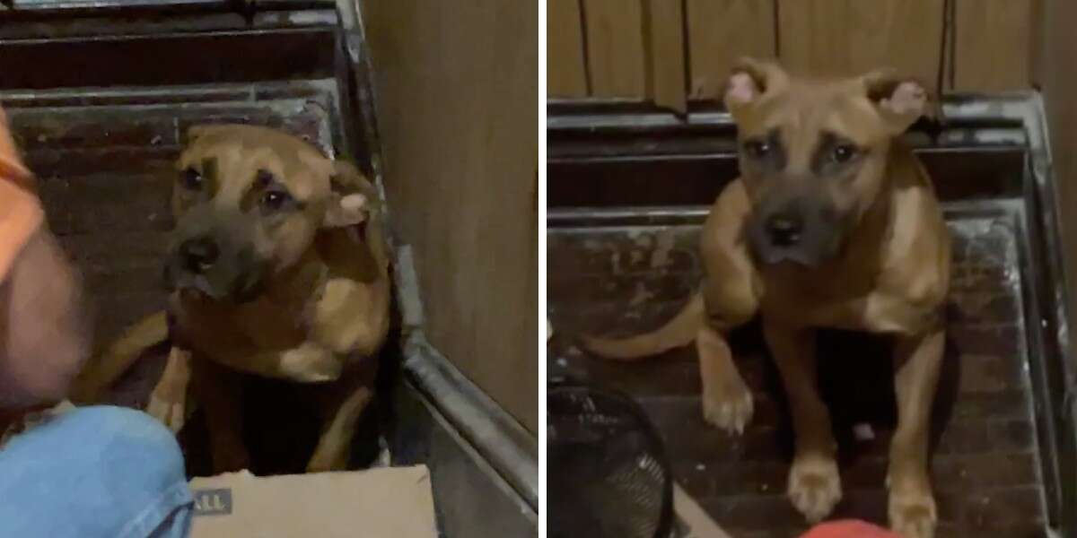 Loyal Dog Waits For Weeks In Empty House After Family Leaves Him Behind