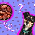can dogs eat dates