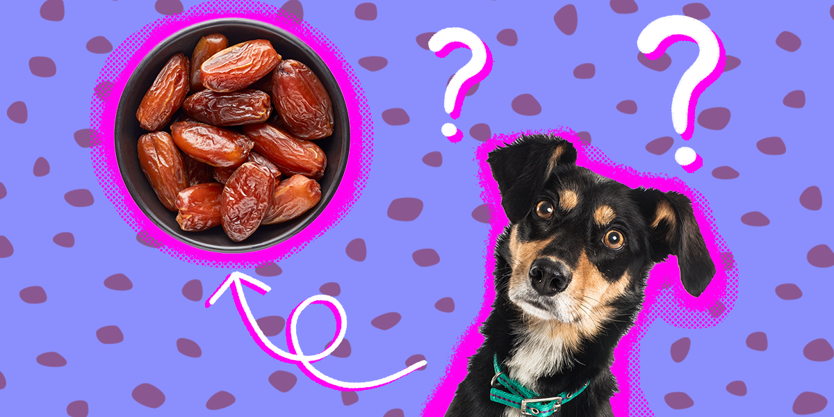 Are Dried Dates Good For Dogs