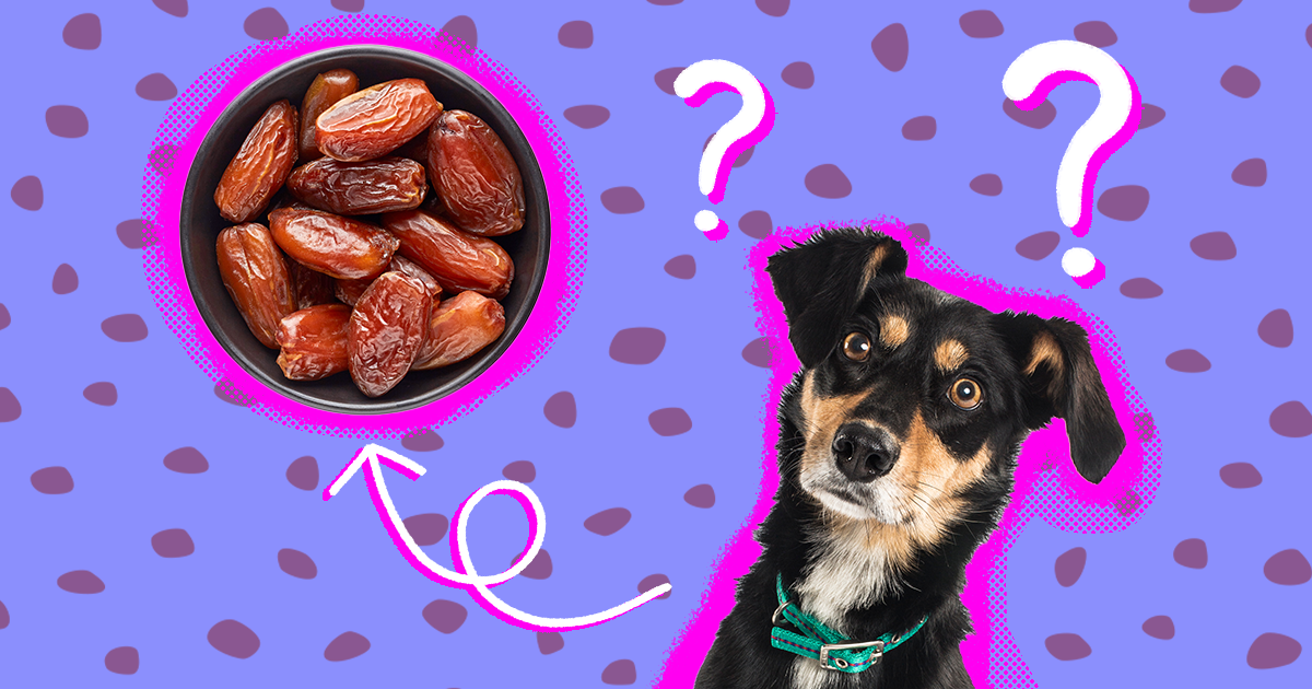 Can Dogs Eat Dates Safely What Dog Parents Should Know DodoWell The Dodo