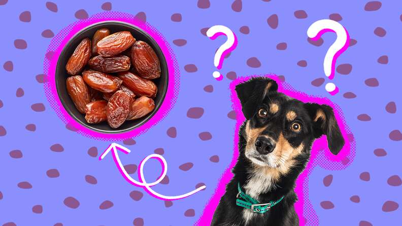 what dried fruit good for dogs