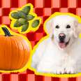 can dogs eat pumpkin seeds