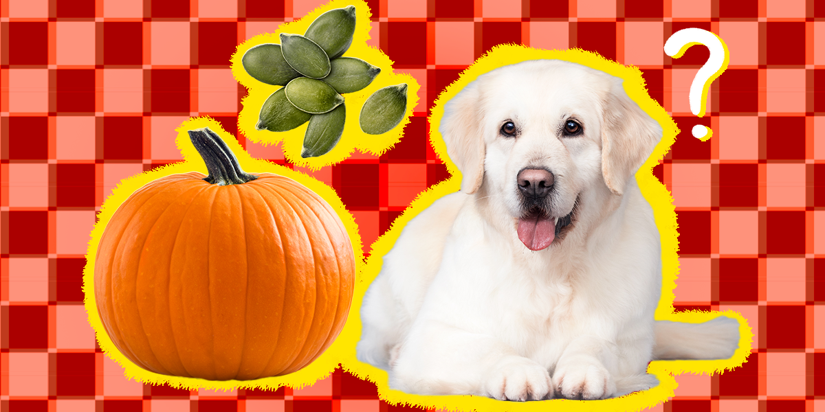 are cooked pumpkin seeds bad for dogs