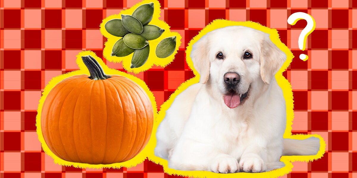 Pumpkin seeds hot sale for dogs dose