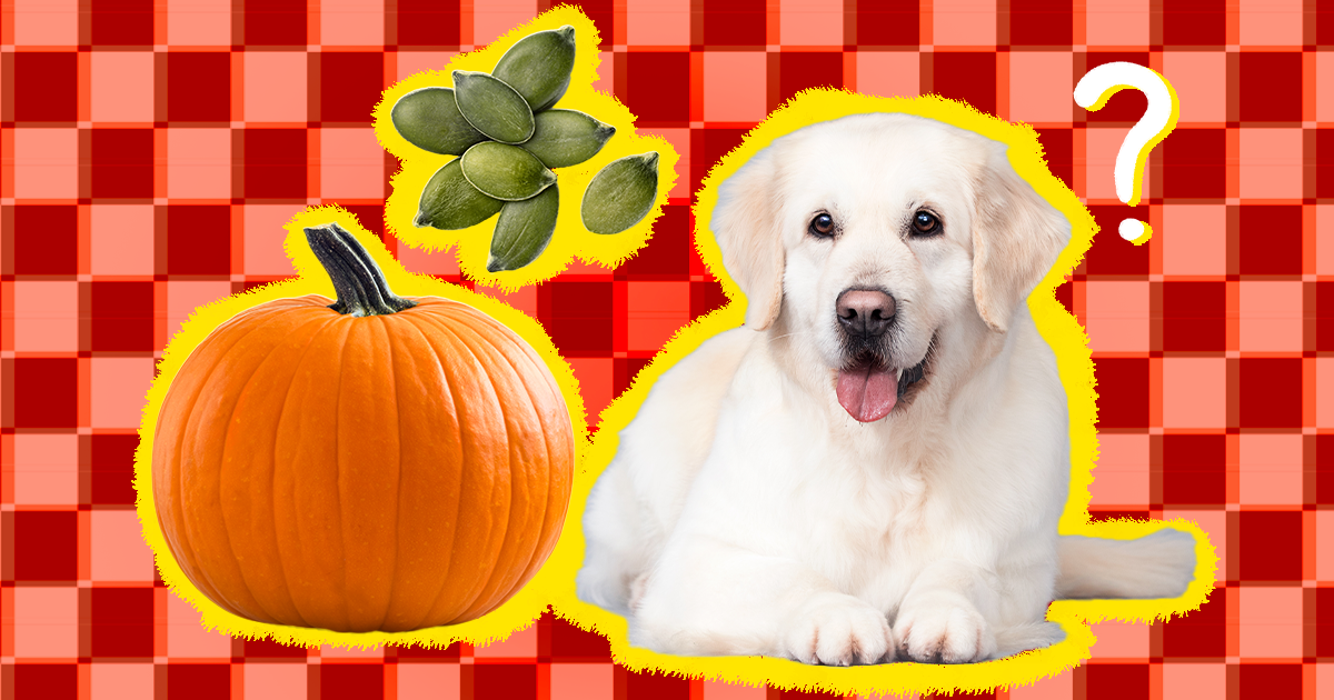 Can Dogs Eat Pumpkin? Health Benefits of Pumpkin for Dogs · The Wildest