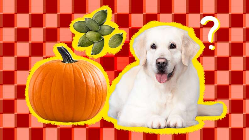 why does pumpkin stop dogs from eating poop