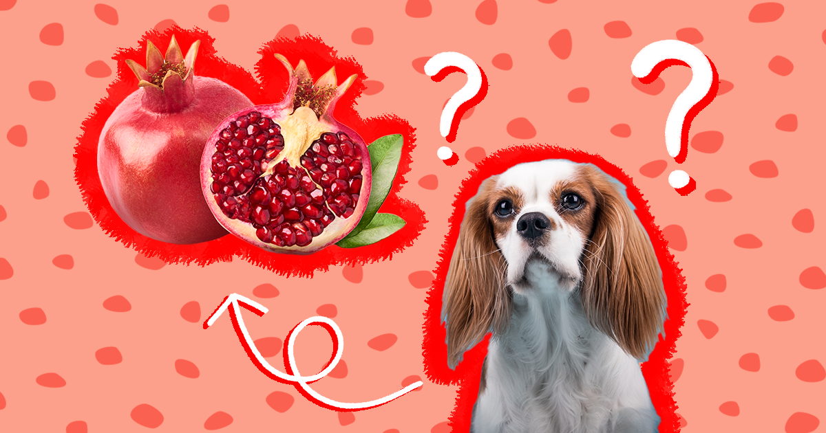 can my dog eat pomegranate seeds