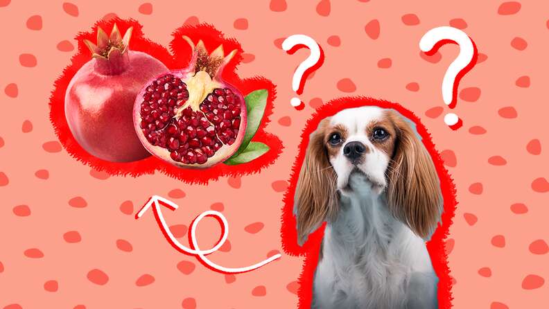 Is pomegranate 2025 bad for dogs