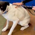 dog on a leash