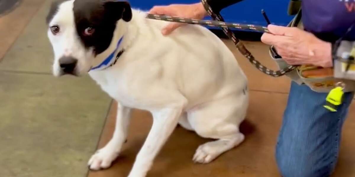 This Pittie Was Shaking In A Shelter, Until… - Videos - The Dodo