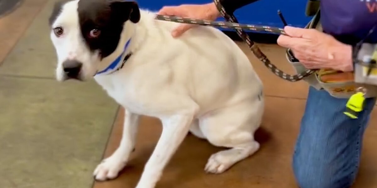 This Pittie Was Shaking In A Shelter, Until… - Videos - The Dodo