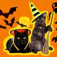 black cats on Halloween