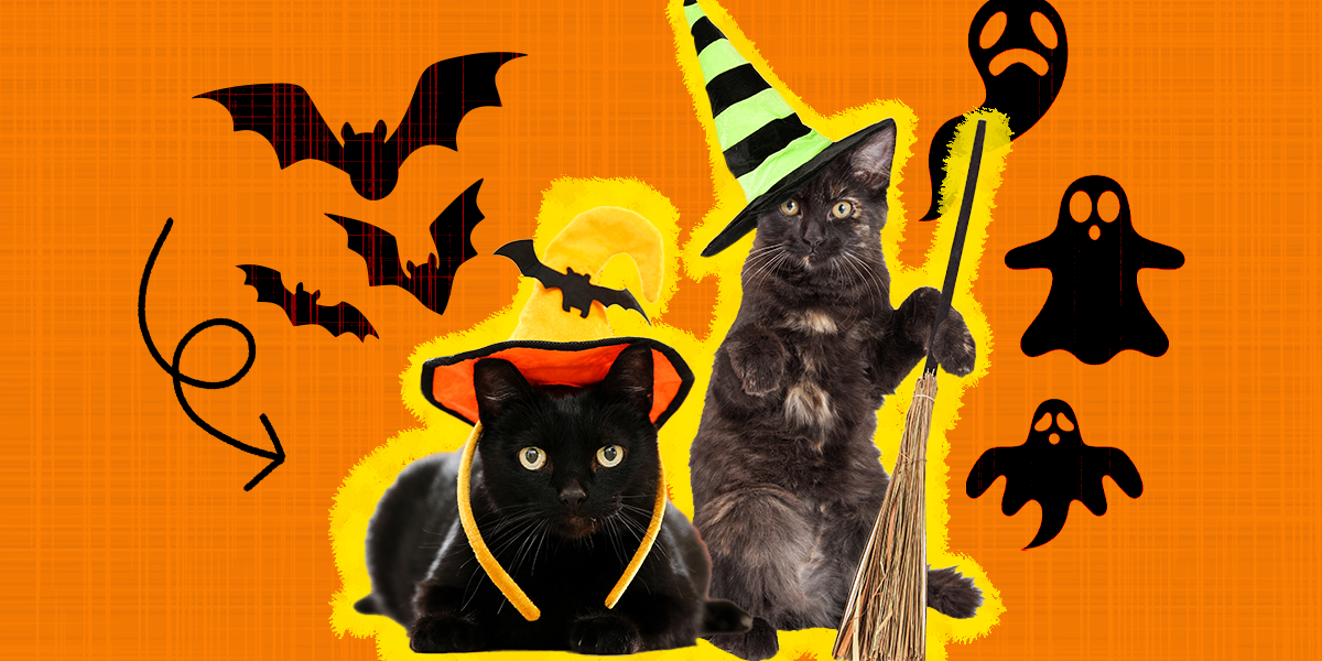 cute black cat halloween costumes