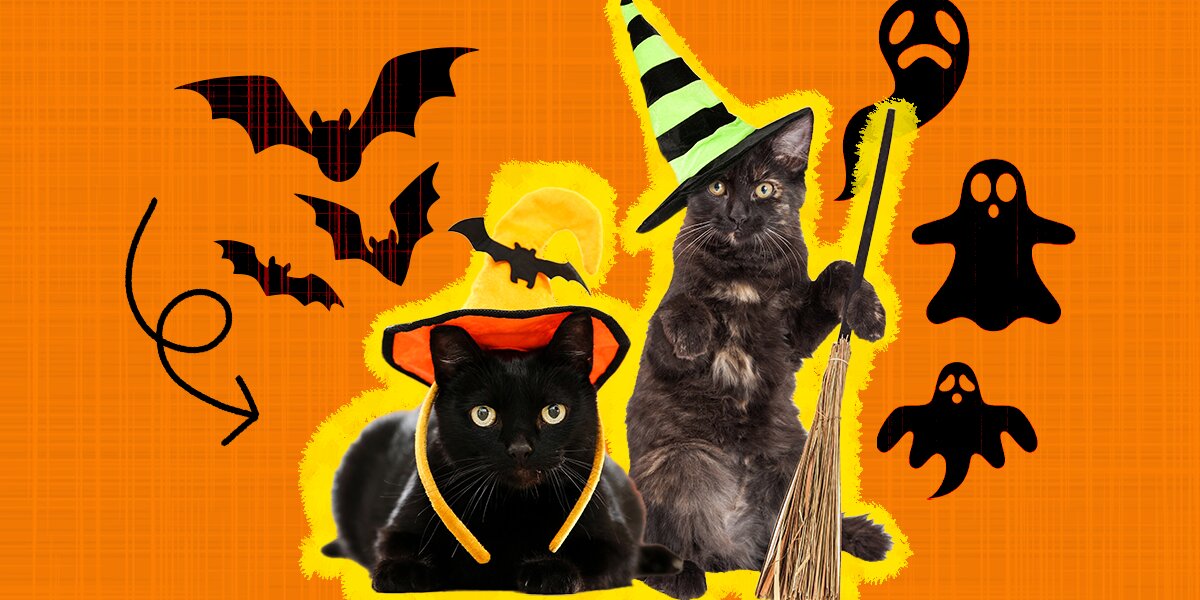 black cat halloween costumes