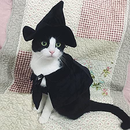 Black cat 2024 in costume