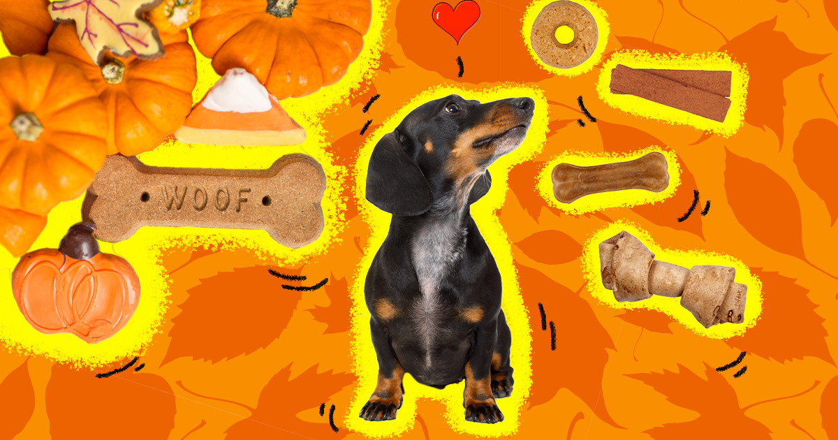 Add a Little Spice to Your Life with a Miniature Dachshund Puppy