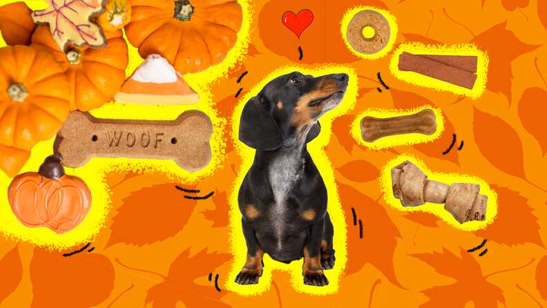Pumpkin cinnamon dog treats online