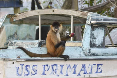 monkey on boat