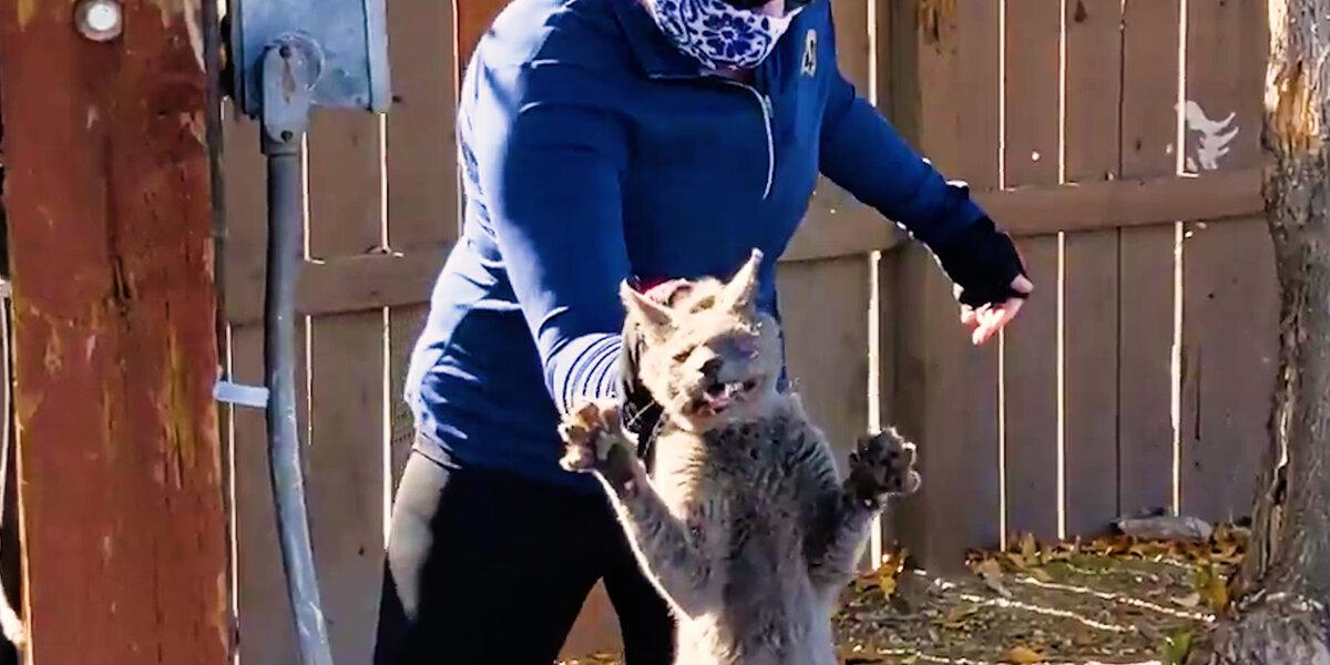 Cat Abandoned When Owners Moved Jumps Into His Rescuer's Arms - Videos ...