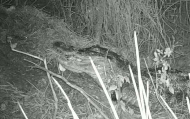 alligator carrying eggs