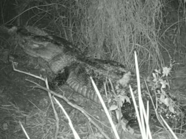 alligator carrying babies