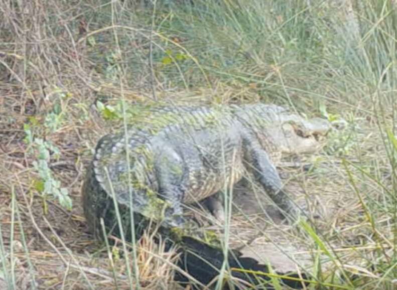 alligator walking through grass 