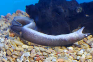 eel in a tank