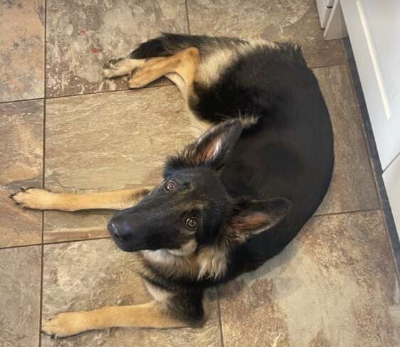 dog laying on floor