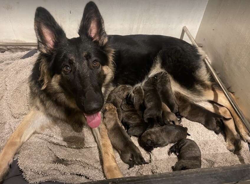dog with her puppies 