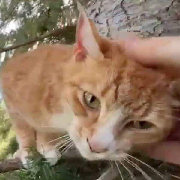 cat being petted in tree