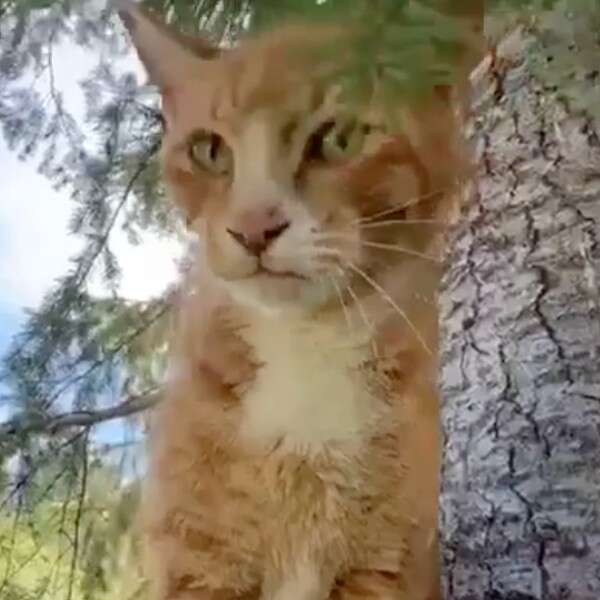 cat in tree
