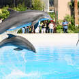 3 Dolphins Have Died in Las Vegas Since April