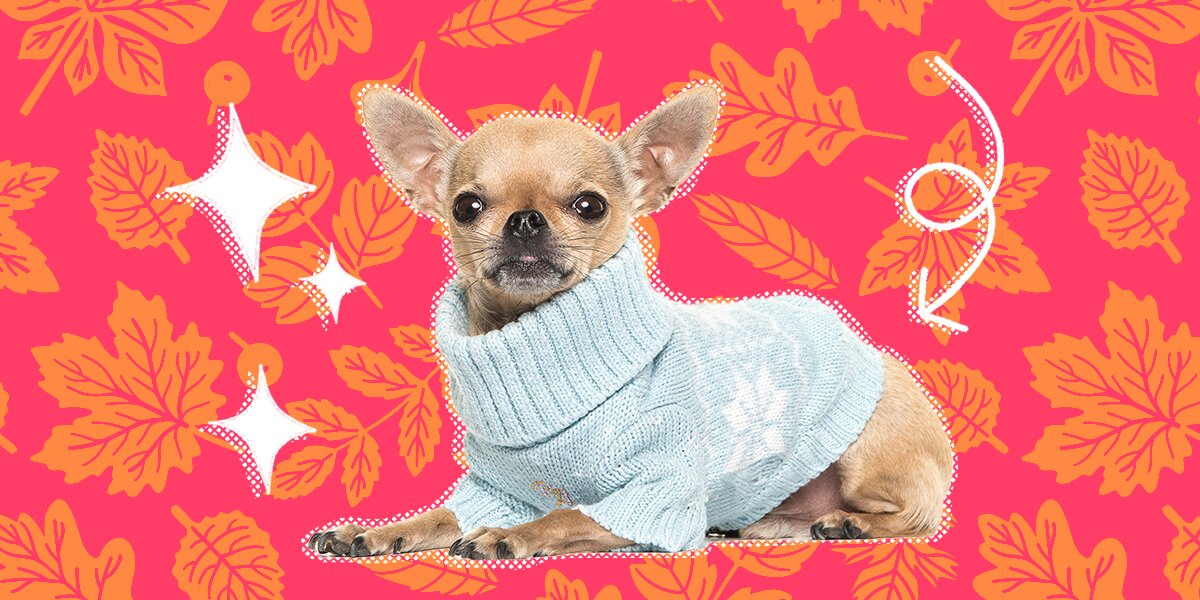 Valentine sweaters for store dogs