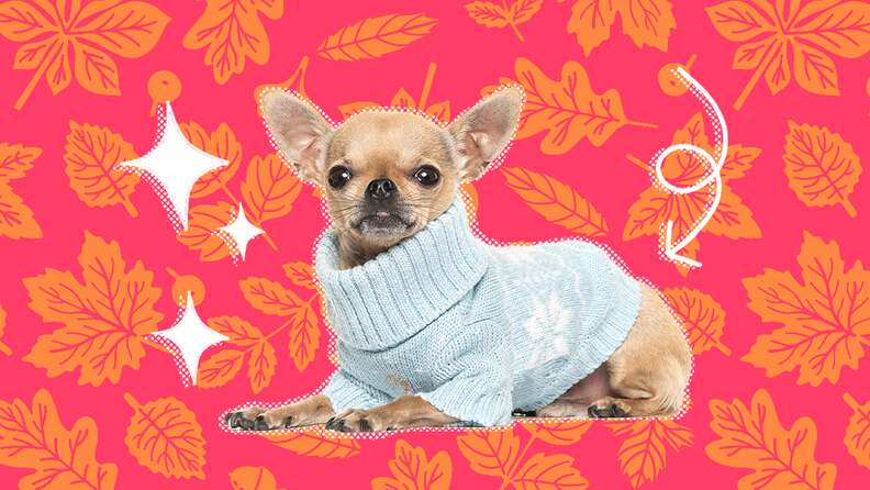 A dog outlet sweater