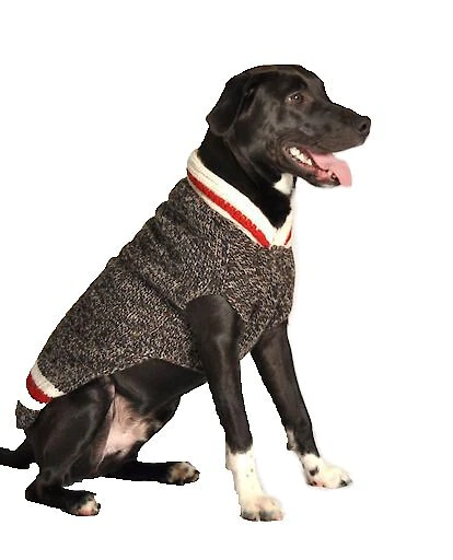 Cute dogs best sale in sweaters