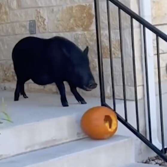 A pig rolls a pumpkin down the steps.