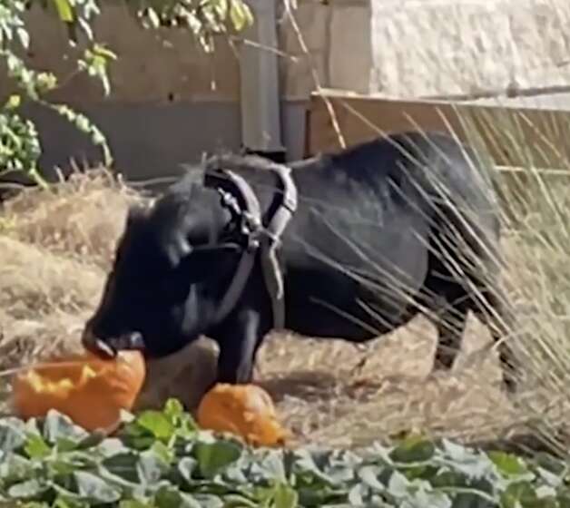 A pig eats pumpkins from his patch.