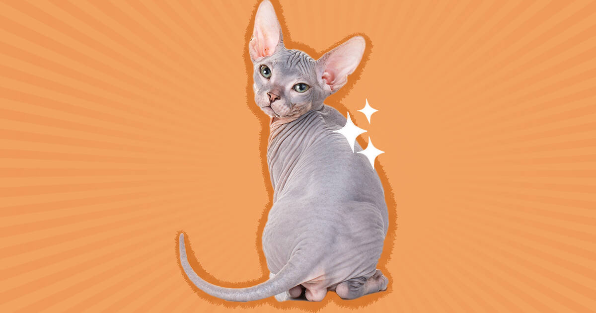 Pictures of 2024 hairless cats